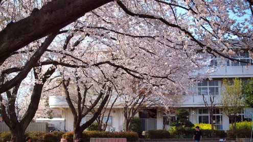 学校の桜