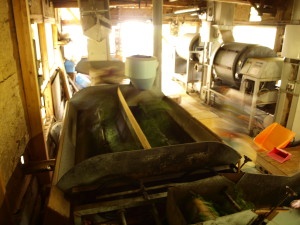 モリ式炒り葉機。釜炒り茶には機械化の歴史もあったが、今はほとんどのメーカーが姿を消してしまった