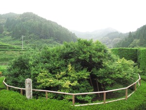 長崎県嬉野のの大茶樹。かつては釜炒り茶のメッカとうたわれていた嬉野でも、今では「釜炒り茶保存会」などで、細々と受け継がれるだけになった。