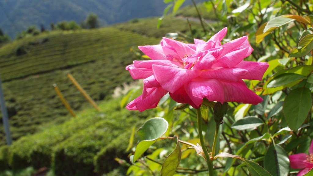 2013年、岐阜の春日の山の茶畑に咲いていた長春花