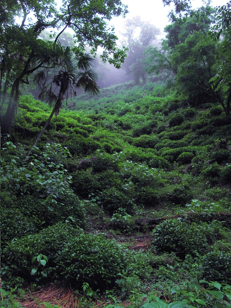 この幽玄。雑木の林の中に自生していた茶木をカヤ肥えと油かすで育てた実生のヤマチャの茶園（2010年6月）